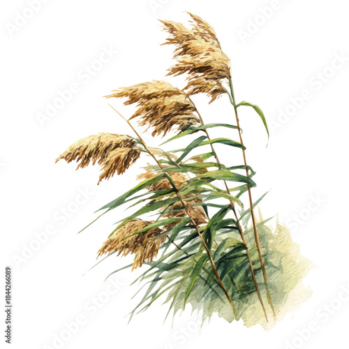 Reed, watercolor illustration, vector style, isolated on a white background.