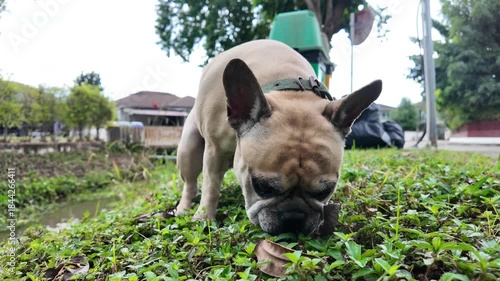 Curious Bulldog's Exploration: A charming Bulldog, with its distinctive wrinkled face and adorable features, sniffs the vibrant green grass.
