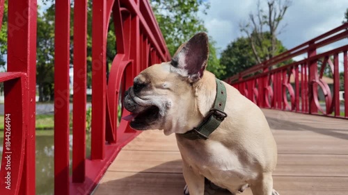 French Bulldog on Red Bridge: A charming French Bulldog strikes a pose on a vibrant red bridge, creating a perfect blend of canine charm and architectural beauty. 