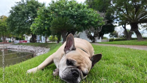 Lazy Bulldog's Daydream: A charming bulldog relaxes in a grassy park setting, savoring the day with a serene expression and peaceful slumber. 