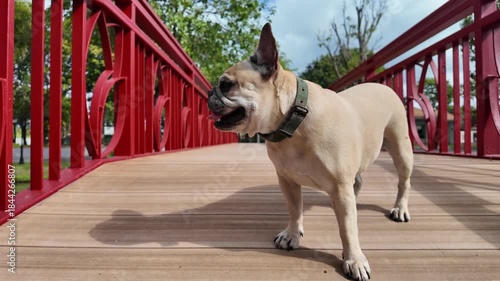 Posing Bulldog on Bridge: A charming bulldog confidently strides across a vibrant red bridge, its alert eyes and poised stance capturing the essence of a proud, playful companion.