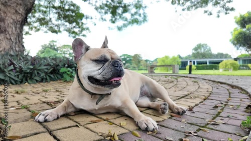French Bulldog Relaxing: A charming French bulldog, enjoying a moment of leisure on a brick pathway. The dog is at ease, eyes softly closed, under the shade of a tree. The surrounding is a green.