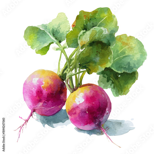 A watercolor painting of Radish, vector illustration on white background.