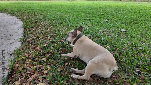 Playful Pup in Park: A charming bulldog relaxes in a grassy park, the picture encapsulates the tranquility of a sunny day.