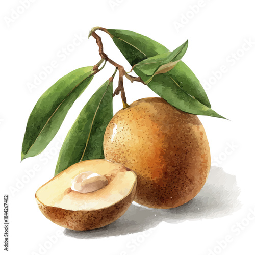Sapodilla, watercolor illustration, vector style, isolated on a white background.