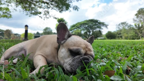 Serene Sleep: A delightful bulldog finds tranquility in nature, stretched out upon a verdant lawn, capturing the essence of pure relaxation under the shade of a vibrant tree.