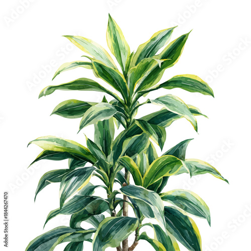 Watercolor painting of Song Of India Dracaena, vector illustration, isolated on white background.