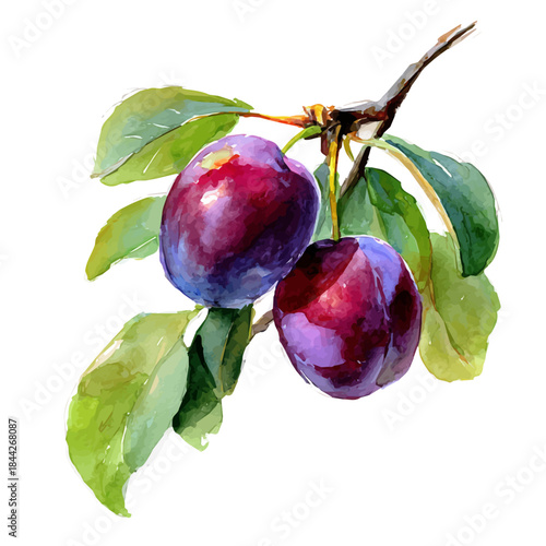 Plum, watercolor painting, vector illustration, isolated on a white background.