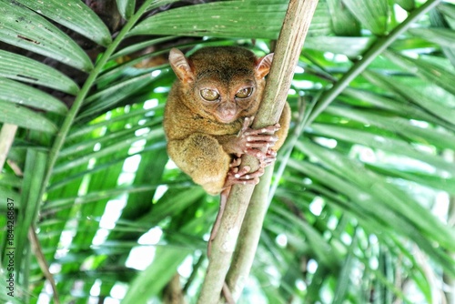 Wide-eyed Tarsier on a Palm Frond in Bohol