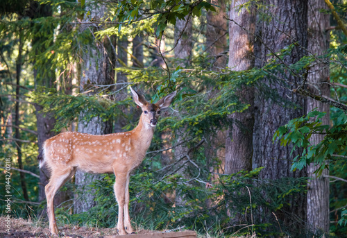 The European roe deer (Capreolus capreolus) In Vancouver island forest
