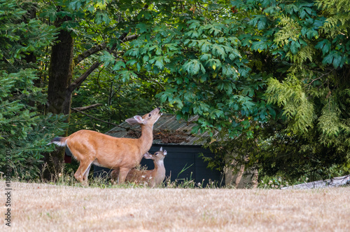 The European roe deer (Capreolus capreolus) In Vancouver island forest