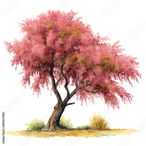 Tamarisk Tree, watercolor illustration, vector style, isolated on a white background.