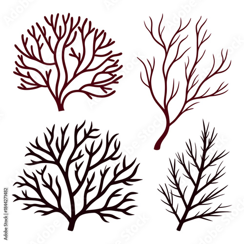 Four illustrations of branching coral or seaweed in a dark reddish brown color