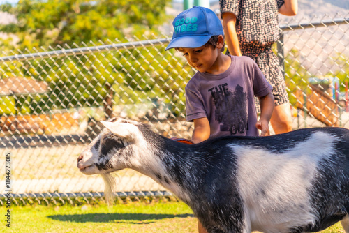 Fotografi Child petting goat at the zoo in kamloops, british columbia