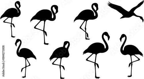 Flamingo silhouettes, Flamingo bird silhouette, Flamingo, Flamingo vector illustration, Flamingo clipart, Flamingo bird icon set