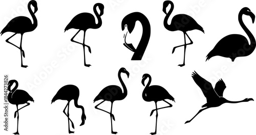 Flamingo silhouettes, Flamingo bird silhouette, Flamingo, Flamingo vector illustration, Flamingo clipart, Flamingo bird icon set