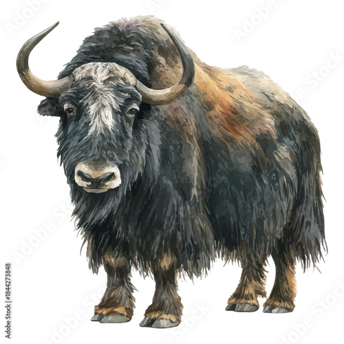 A watercolor painting of Yak, vector illustration on white background.