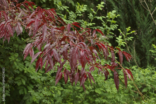 Dark red leaves of an unknown tree against the background of a green forest