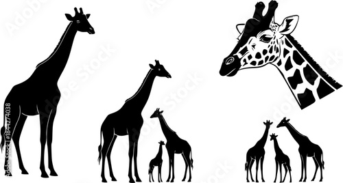 Giraffe silhouette, Giraffe, Giraffe silhouettes, Giraffe vector illustration, Giraffe clipart set