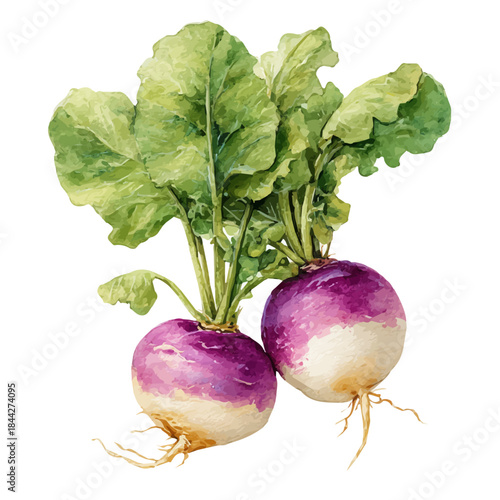 Foto A watercolor painting of Turnip, vector illustration on white background