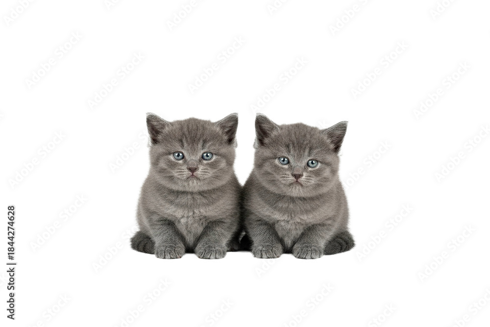 Fototapeta premium Two small gray kittens sitting closely with calm expression and symmetrical composition, showing soft fur and blue eyes in clear isolated background