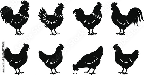 Chicken and rooster silhouette illustration set in black and white style for farm, poultry and agriculture design projects