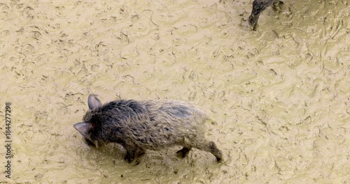 Wild Boar Walking on Muddy Terrain in Natural Habitat