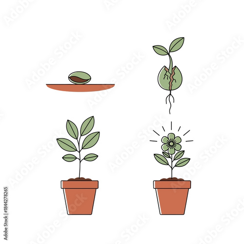 Growth Stages of a Plant from Seed to Flower