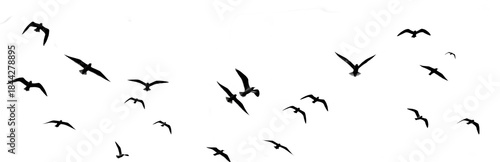 Photography Flying Birds Silhouettes Flock Isolated on White Background, Freedom and Nature