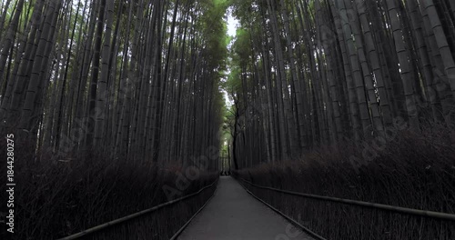 Arashiyama bamboo grove in Kyoto with tall trunks swaying softly in early morning light, as the static camera frames the empty path in a calm green corridor