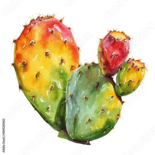 Watercolor vector illustration of Prickly Pear, isolated on white background.
