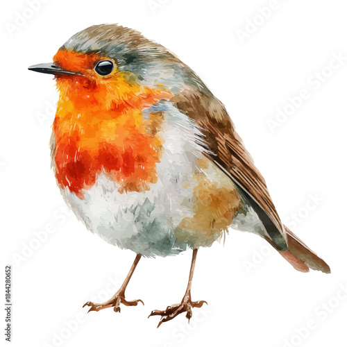 Watercolor vector illustration of Robin, isolated on white background.
