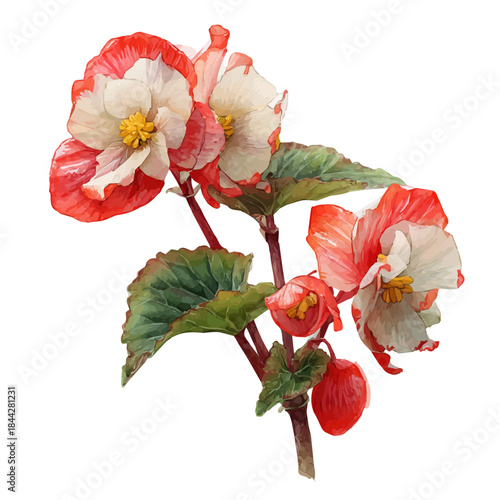 Tableau sur toile Watercolor illustration of Rex Begonia, vector artwork, isolated on white background