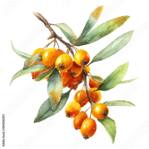 Sea Buckthorn, watercolor painting, vector illustration, isolated on a white background.