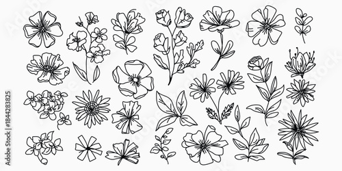 Black and white floral illustrations isolated on transparent background