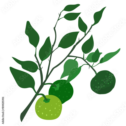 すだちと葉のイラスト