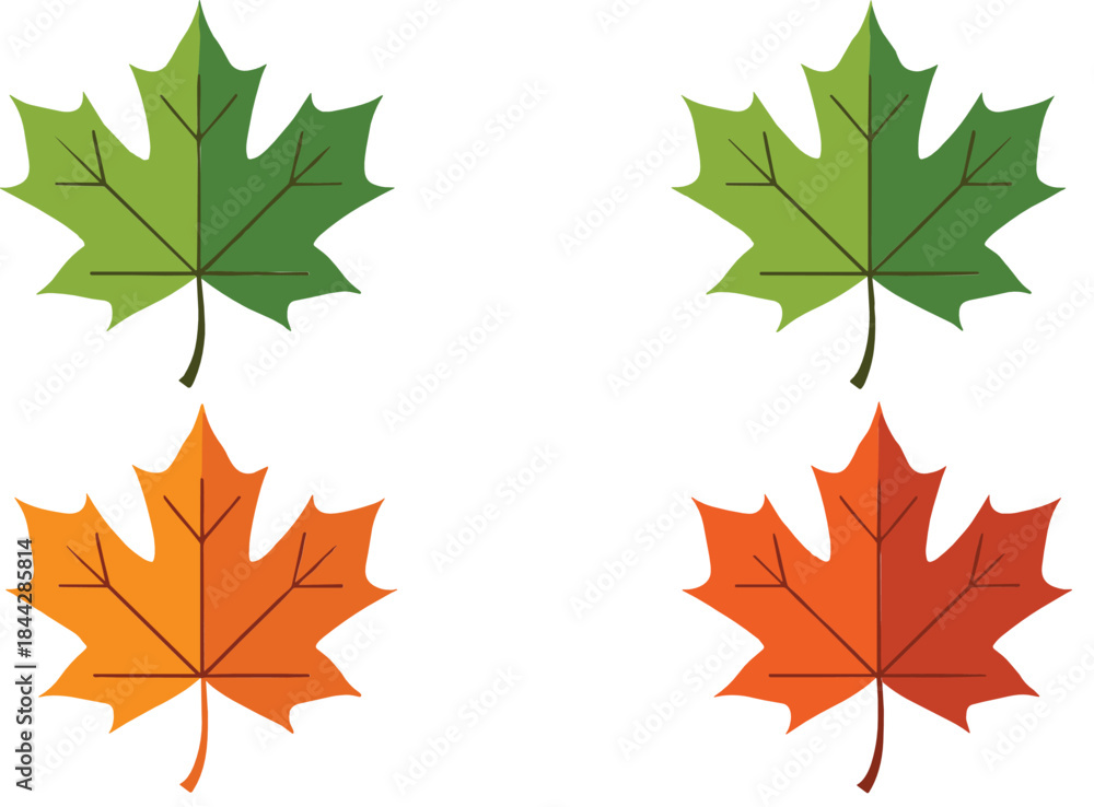 Fototapeta premium Vector illustration of green and autumn maple leaves showing seasonal color changes, perfect for fall themes and nature designs.