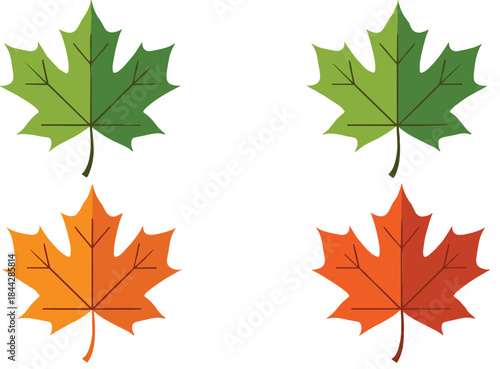 Vector illustration of green and autumn maple leaves showing seasonal color changes, perfect for fall themes and nature designs.