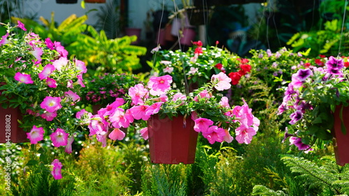 Fototapeta Naklejka Na Ścianę i Meble -  Petunia flowers for sale