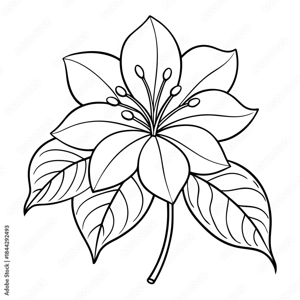 Obraz premium miniaml clerodendrum inerme flower line art vector 