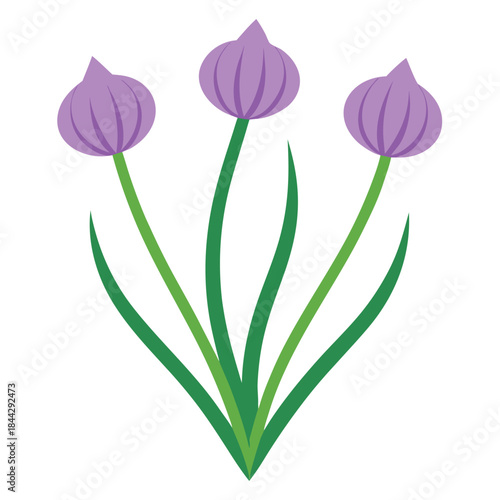 chives garlic allium tuberosum flower vector on white