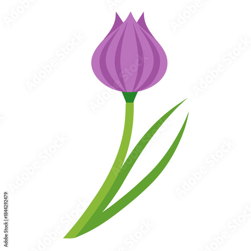 chives garlic allium tuberosum on white