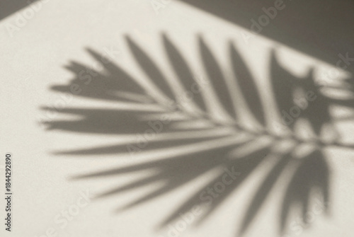 Shadow of a palm leaf casts a long shadow on a wall.