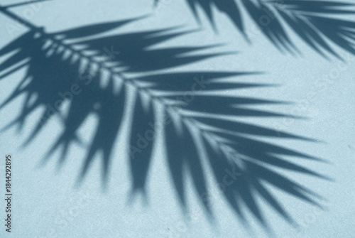 Close up of a palm tree leaf on a blue background.