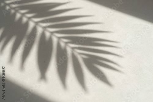 Shadow of a palm leaf casts a long shadow on a white surface.
