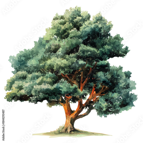 Cuadro en lienzo Watercolor illustration of Yew Tree, vector artwork, isolated on white background