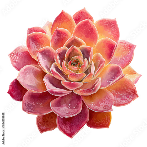 Succulent Rosette in watercolor style, vector illustration, isolated on white background.
