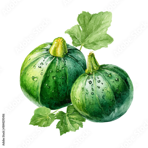 Zucchini in watercolor style, vector illustration, isolated on white background.