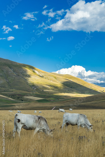 Italian Charolais cattle grazing pasture in Norcia Umbria