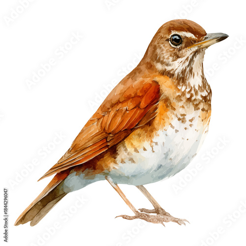 Watercolor-style vector illustration of Thrush, isolated on a clean white background.